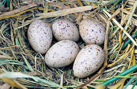 African Swamphen eggs